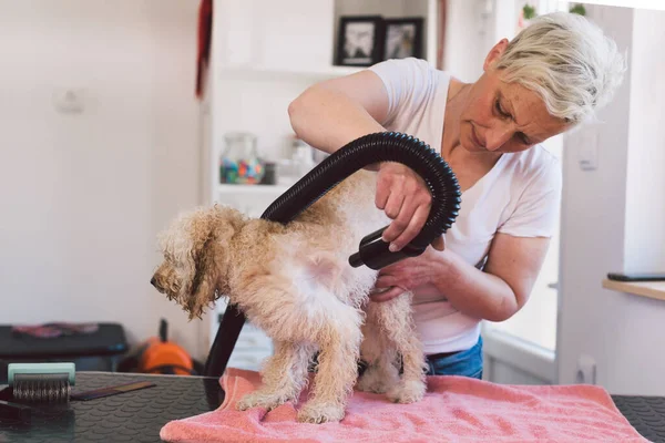 Kadın kuaförü, kuaför odasında köpeğini kurutuyor.