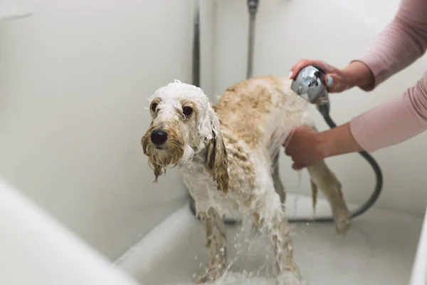 woman washing dog in her grooming studio