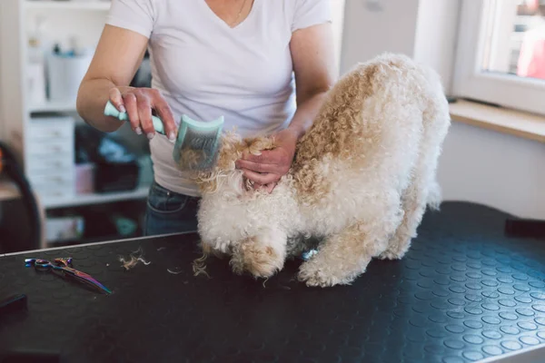 Kadın kuaförü, kuaför odasında köpeğini kurutuyor.