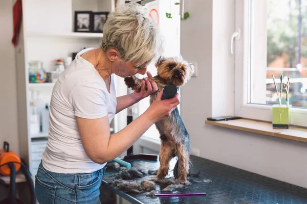 Kvinna Arbetar Hund Grooming Salong — Stockfoto