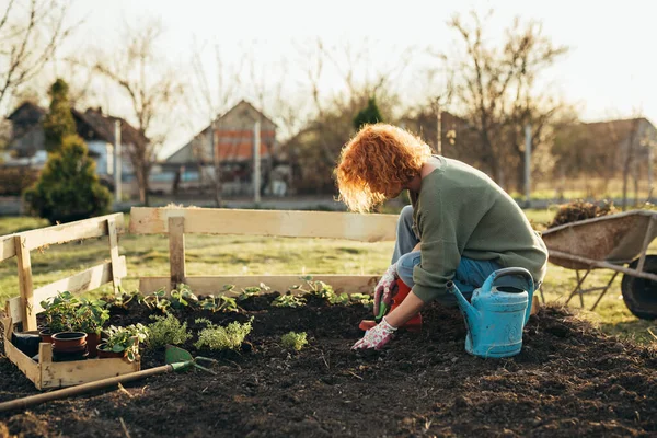Woman Gardening Her Backyard Garden —  Fotos de Stock