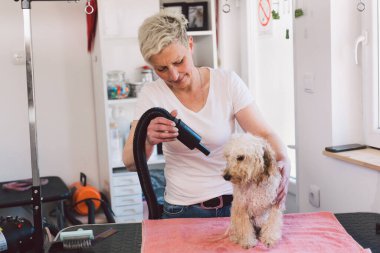 Kadın, köpekleri kuaförde kurutmak için sıcak hava üfleyicisi kullanıyor.