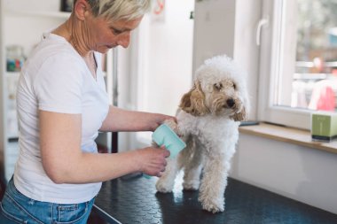 Beyaz, orta yaşlı, köpeğini tarayan, kuaför köpeği olan bir kadın.