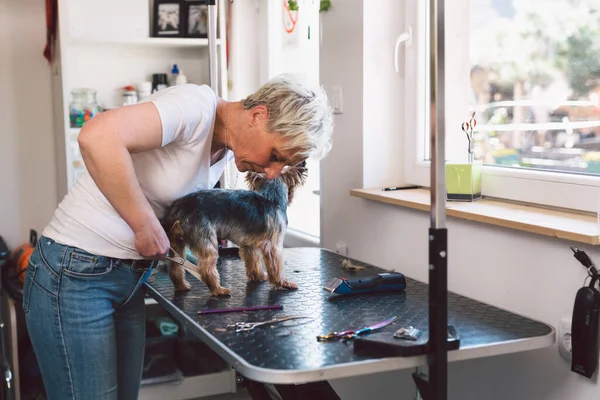 woman trimming little dog in grooming saloon