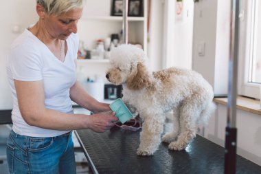 Beyaz kadın, köpek bakım atölyesinde çalışıyor. Laggoto Dog 'u tarıyor.