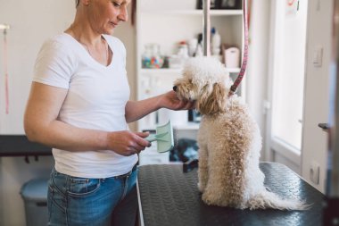 Beyaz kadın, köpek bakım atölyesinde çalışıyor. Laggoto Dog 'u tarıyor.