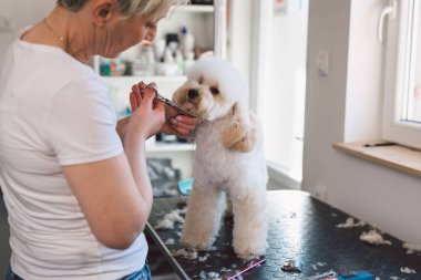 Saç kesimi için makas kullanan bir kadın.