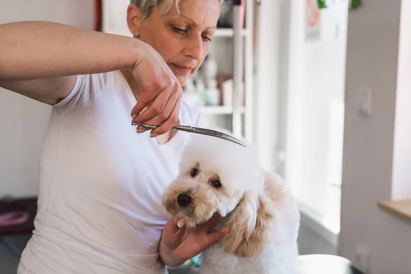 Woman Haircut Dog Grooming Studio — Stockfoto
