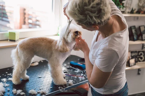 woman haircut dog in grooming studio