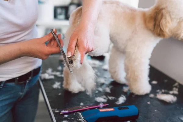 woman groomer cuts dog hair in her saloon