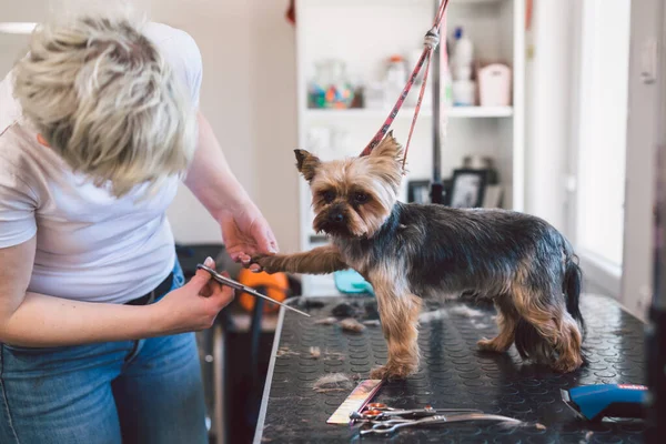 Woman Groomer Cuts Dog Hair Her Saloon — Stock Fotó