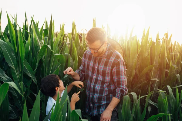 Father Son Outdoor Corn Field — Stock fotografie