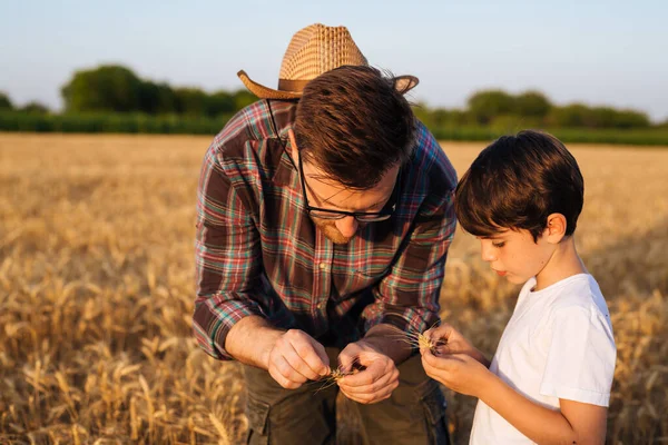 Father Learning His Son Agricultural Business Standing Wheat Field Looking — Stock fotografie