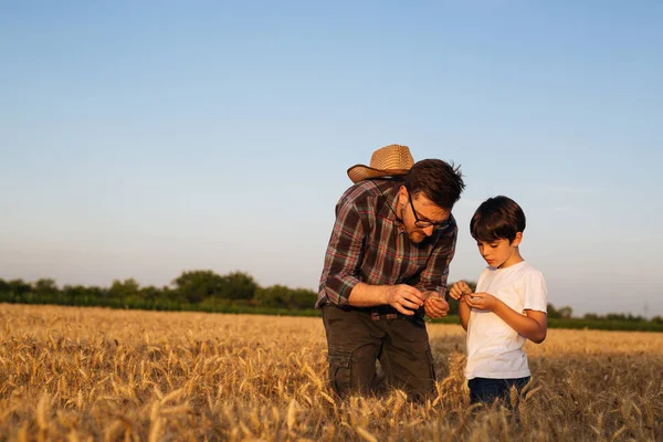Father Learning His Son Agricultural Business Standing Wheat Field Looking — Stock fotografie