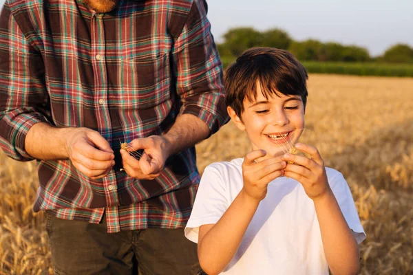 Father Son Examine Wheat Crop Field — Stock fotografie