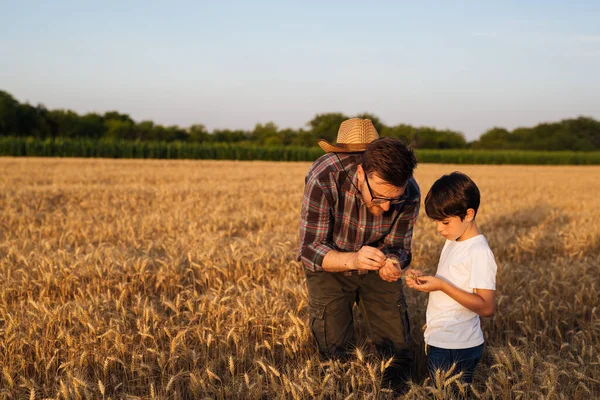 Father Son Examine Wheat Crop Field — Stock fotografie
