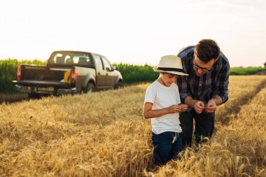 father and son examine crop on wheat field
