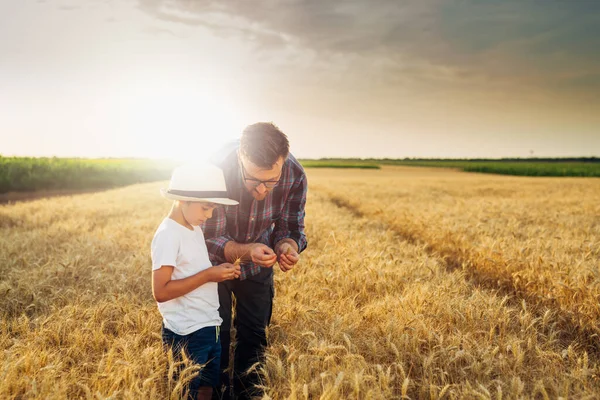 Father Son Examine Crop Wheat Field — Stok fotoğraf
