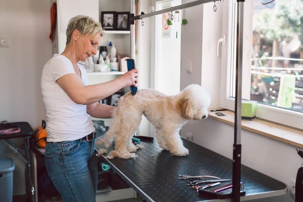 woman cuts dog hair in her grooming studio