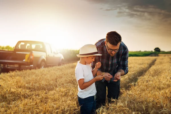 father and son examine wheat crop on wheat field