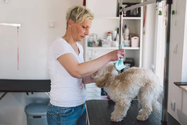 woman dog groomer working in her studio