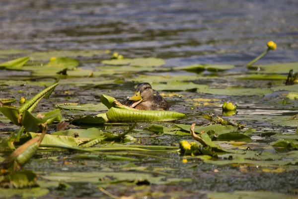 Kachna na jezeře. — Stock fotografie