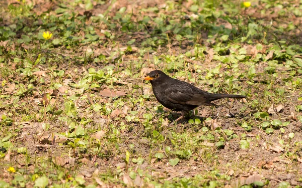 Pájaro negro — Foto de Stock