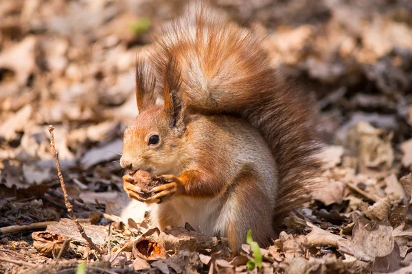 Rothörnchen — Stockfoto