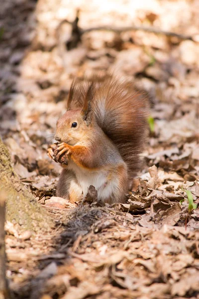 Rothörnchen — Stockfoto