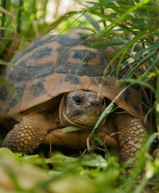 Otların arasında bir kaplumbağa.