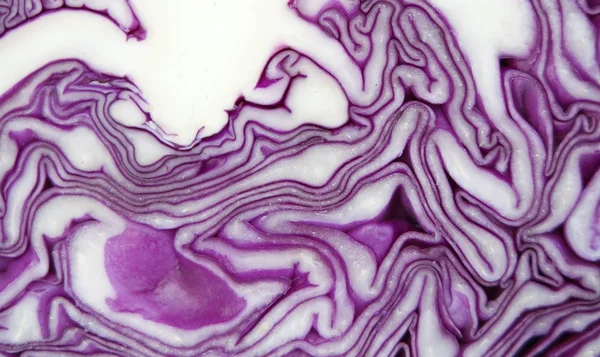 Purple Cabbage Royalty Free Stock Images