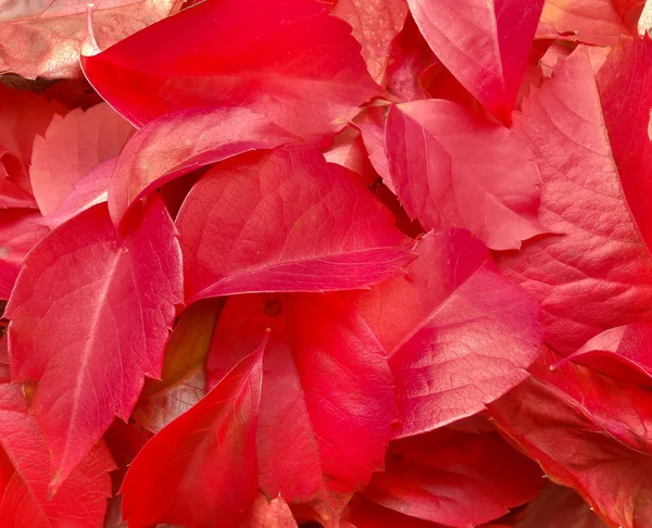 Feuilles Photo De Stock