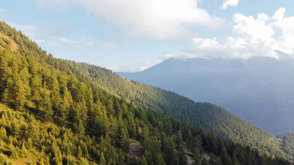 Aerial view of green coniferous forest in the mountains.