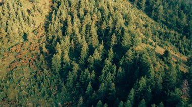 Dağlardaki yeşil kozalaklı ormanın havadan görünüşü.
