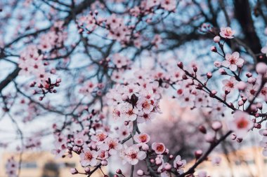 Güzel pembe bahar çiçekleri, doğal çiçek arkaplanı..