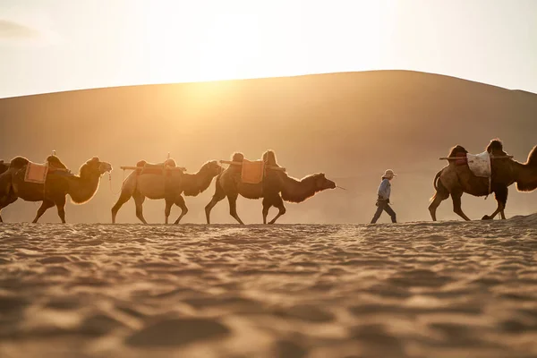 Carovana Cammelli Che Camminano Nel Deserto Tramonto Con Enormi Dune — Foto Stock