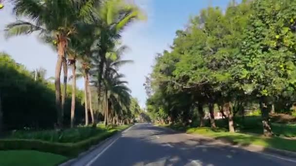 中国海南三亚有热带树木的汽车在路上行驶 — 图库视频影像