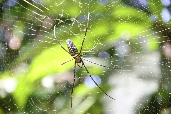 Spider nest — Stock Photo, Image