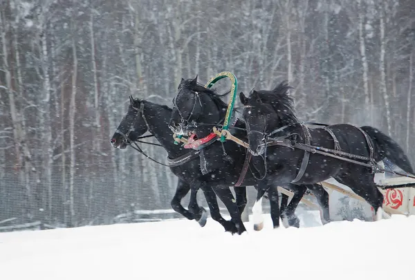Tři černí koně — Stock fotografie