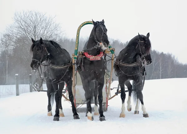 3 つの黒い馬 — ストック写真