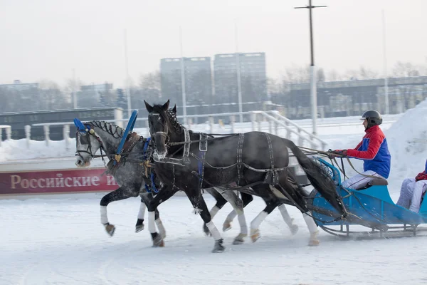 Drei dunkle Pferde — Stockfoto