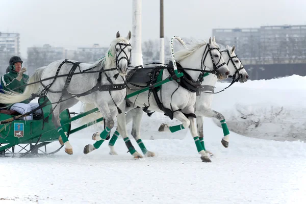Tři bílí koně — Stock fotografie