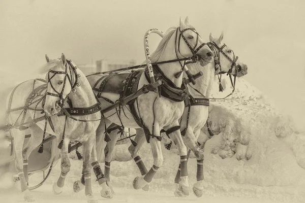 3 つの白い馬 — ストック写真