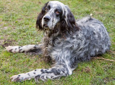 #köpek#İngilizce#setter