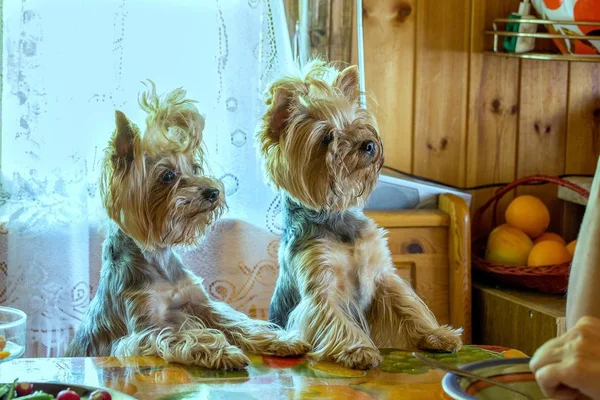#dog # Yorkshire # Terrier # djur # äta Royaltyfria Stockfoton