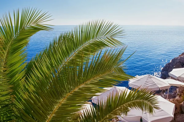 #Palm # Leaves # morze # lato # słońce — Zdjęcie stockowe