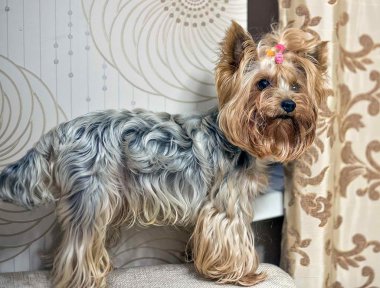 #köpek#hayvan#york#yorkshire#terrier