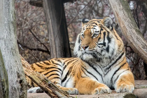 #Tiere # Tiger # Zoo — Stockfoto
