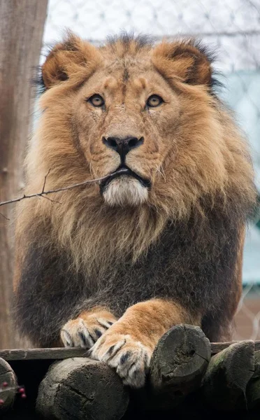 #Zwierzęta # Lew # król # zoo — Zdjęcie stockowe
