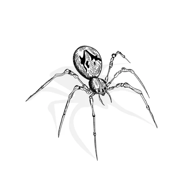 Spinne Auf Weißem Hintergrund — Stockfoto